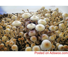 Gordo Special Mushroom Grow Kits | Midwest Fresh Mushrooms