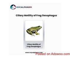Ciliary Motility of Frog Oesophagus