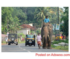 Thekkady travel guide - Explore Kerala's Wildlife & Beauty
