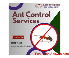 Ant Control Services in Bangalore | Protect Your Home