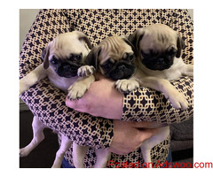 Fawn pug puppy's valentines day gift