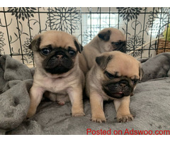 Fawn pug puppy's valentines day gift