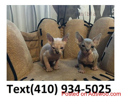 Sphynx kittens ready for lovely homes!!!!
