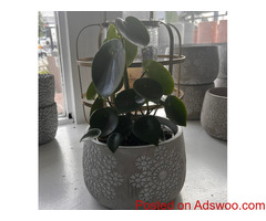 La Belle Plant | Santa Monica's Premier Plant Nursery | Urban Jungle Plants & Pottery