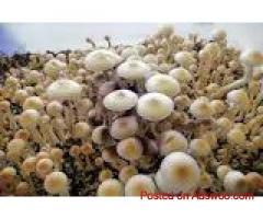 Gordo Special – MidWest Fresh Mushrooms.