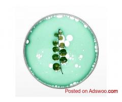 Premium Antibiotic Agar Plates for Mycelium Cultivation | MidWest Fresh Mushrooms.