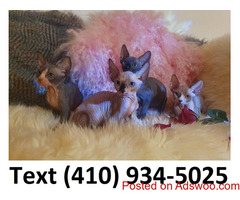 Gorgeous sphynx kittens ready for new homes.