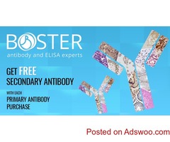 Boster Biological Technology Custom Antibody Production Services