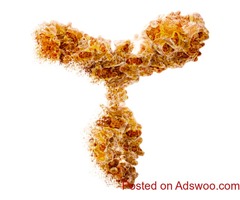 Boster Biological Technology Custom Antibody Production Services