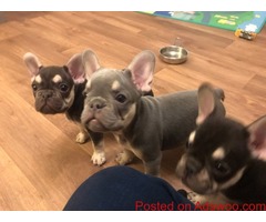 5 Beautiful Frenchie Girls 2 Boys