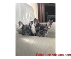 5 Beautiful Frenchie Girls 2 Boys