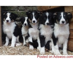 Border Collie Puppies For Sale