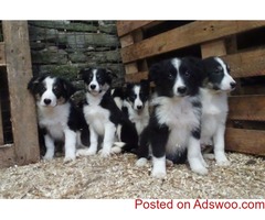 Border Collie Puppies For Sale