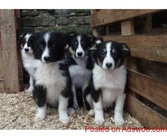 Border Collie Puppies For Sale