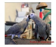 Talking Male and Female African Grey Parrots For Sale/Macaw/Cockatoo