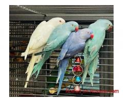 Talking Male and Female African Grey Parrots For Sale/Macaw/Cockatoo