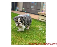 English Bulldog puppies.