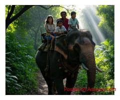 Elephant Safari Jaipur An Unforgettable Ride
