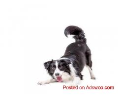 Trusted Veterinary & Pet Care in Rialto CA – Visit Valley Pet Hotel Today!