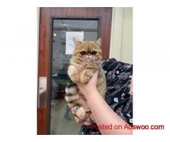 Compassionate Pet Care in Calistoga & Lake County – Visit Calistoga Pet Clinic!