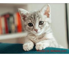 Your Trusted Veterinary Care in Manor, TX – Manor Veterinary Hospital