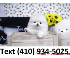 Super beautiful t-cup pomeranian puppies for sale.