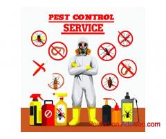 Expert Pest Management in Gold Coast: Protect Your Property