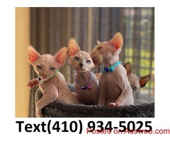 Exceptional sphynx kittens searching for new homes.