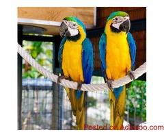 4 bunch of words blue/gold parrots