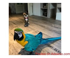 4 bunch of words blue/gold parrots