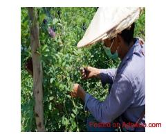 Organic Dried Butterfly Pea Tea – Zi-Chun
