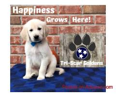 English Cream Golden Retriever Puppies: Offer Grace, Companionship, and Calmness