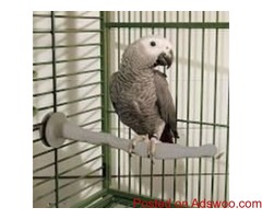 home raised playful Macaws and parrots ready for new homes