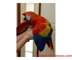 home raised playful Macaws and parrots ready for new homes