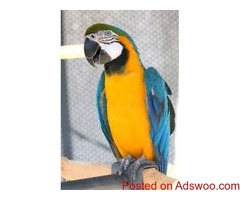 home raised playful Macaws and parrots ready for new homes