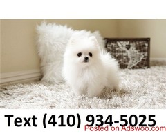 Amazing tiny t-cup pomeranian puppies for sale!!!!