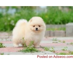 Teacu.p Pomeranian Puppiesd For S ale