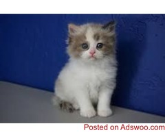 Ragdoll Kittens for Sale