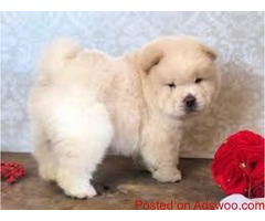chow chow puppies for sale