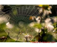 Reliable & Affordable Pest Control Gold Coast Services | Termicide