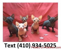 Hairless lovely sphynx kittens for sale!