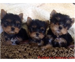 home raised Yorkie puppies for adoption
