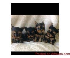 home raised Yorkie puppies for adoption