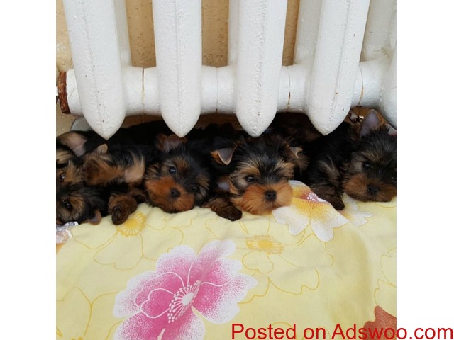 registered Yorkie puppies - 1/2