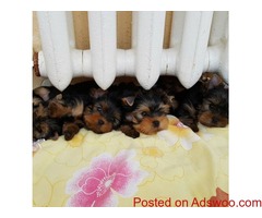 registered Yorkie puppies