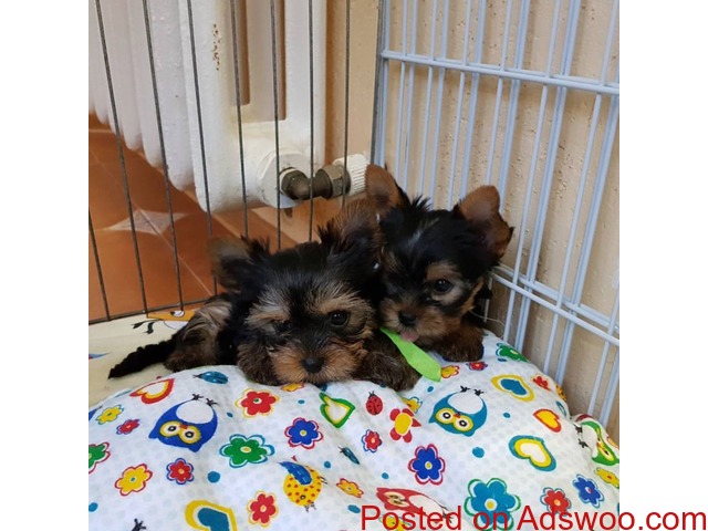 registered Yorkie puppies - 2/2