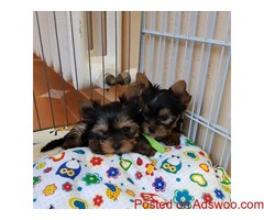 registered Yorkie puppies