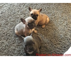 fancy  French bulldog puppies