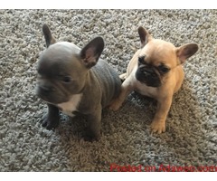 fancy  French bulldog puppies
