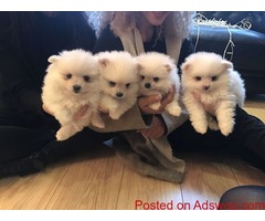 adorable Teacup Pommeranian  Pubs